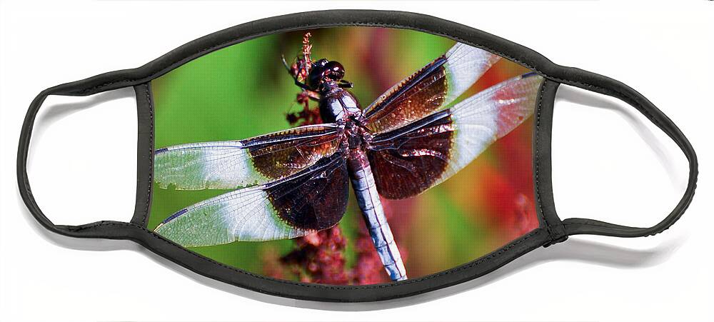 Dragonfly Face Mask featuring the photograph In The Red by Kerri Farley