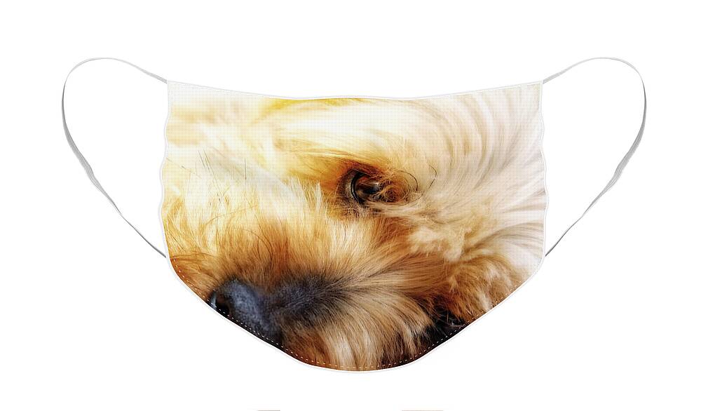 Lincoln Rogers Face Mask featuring the photograph In Your Yorkie Dreams by Lincoln Rogers