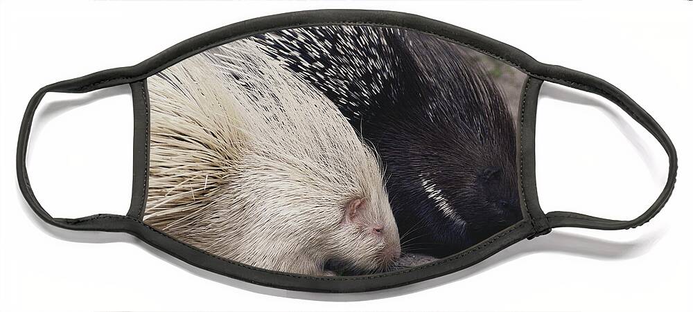Nature Face Mask featuring the photograph Indian-crested Porcupines Normal by Tom McHugh