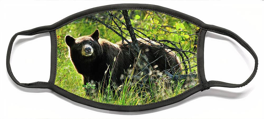 Grand Teton National Park Face Mask featuring the photograph Inquisitive Bear by Greg Norrell