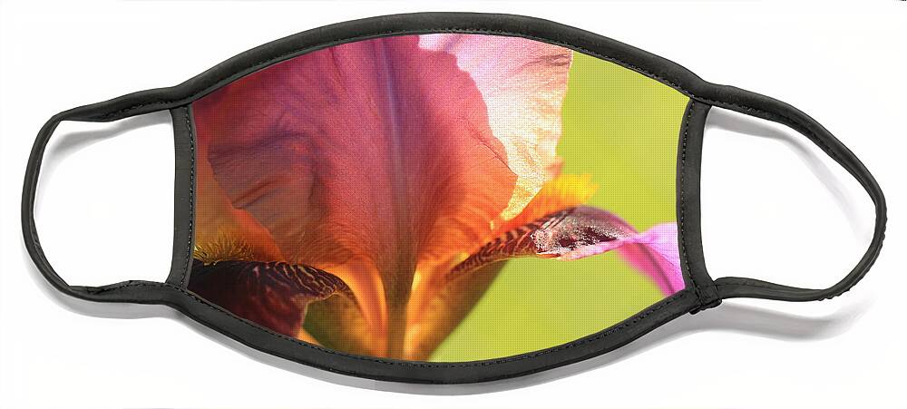 Iris Face Mask featuring the photograph Iris Study 6 by Jeanette French