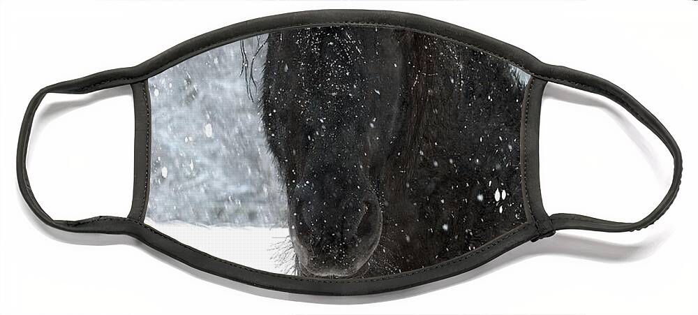 Friesian Horses Face Mask featuring the photograph It's Friesian out here by Fran J Scott