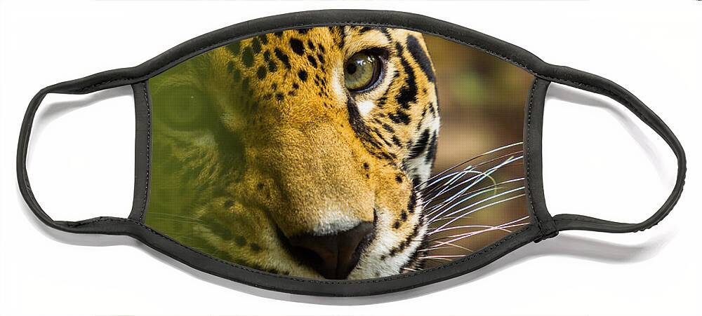 Jaguar Face Mask featuring the photograph Jaguar by Raul Rodriguez