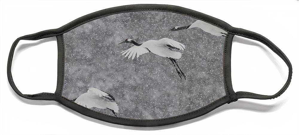 Japanese Crane Face Mask featuring the photograph Japanese Cranes In Flight by Jean-Louis Klein and Marie-Luce Hubert