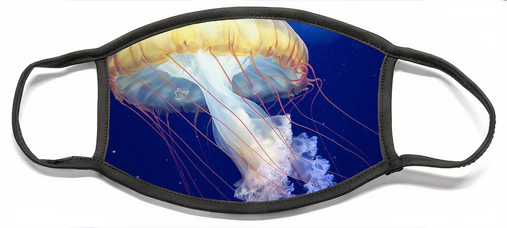 Japanese Sea Nettle Face Mask featuring the photograph Japanese Sea Nettle Chrysaora Pacifica by Mary Lee Dereske