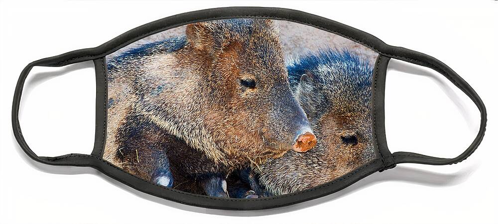 Nature Face Mask featuring the photograph Javelina by Millard H. Sharp