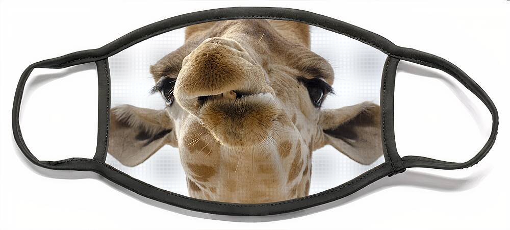 Giraffe Face Mask featuring the photograph Just chewin' by Steev Stamford