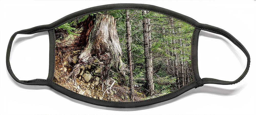Backroad Face Mask featuring the photograph Just Hanging On Old Growth Forest Stump by Roxy Hurtubise