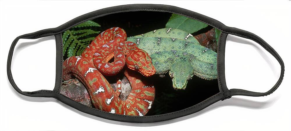 Adult And Young Face Mask featuring the photograph Juvenile And Adult Emerald Tree Boas by Karl H. Switak
