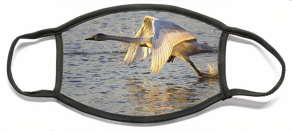 Whooper Swan Face Mask featuring the photograph Juvenile Whooper Swan taking off by Tony Mills