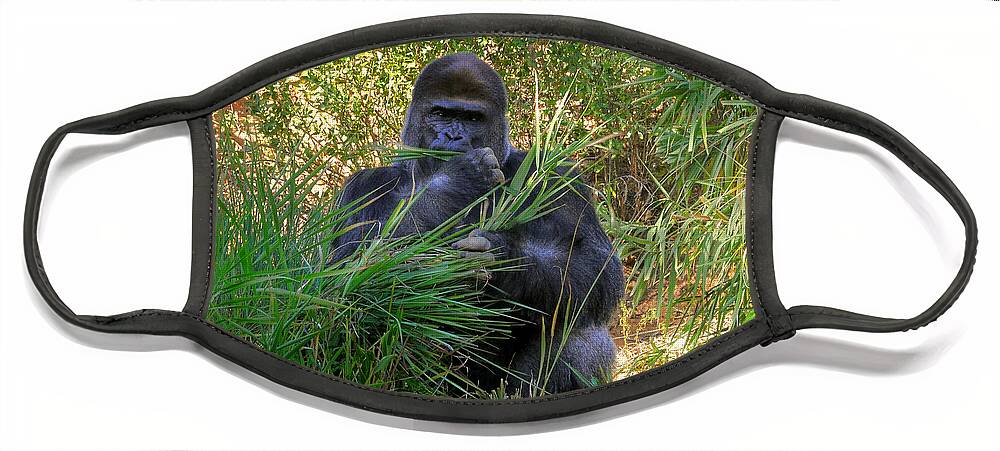 Gorilla Face Mask featuring the photograph King Of The Mountain by Kathy Baccari