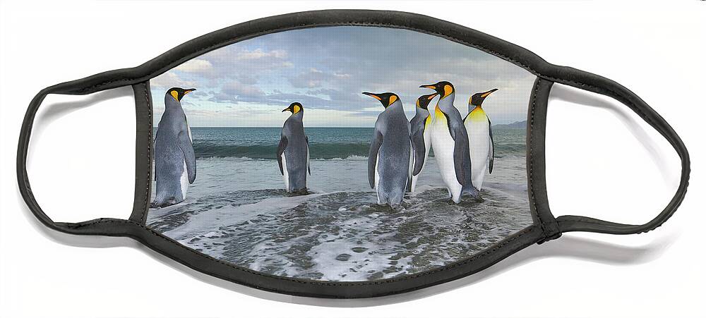00345357 Face Mask featuring the photograph King Penguin In The Surf by Yva Momatiuk John Eastcott