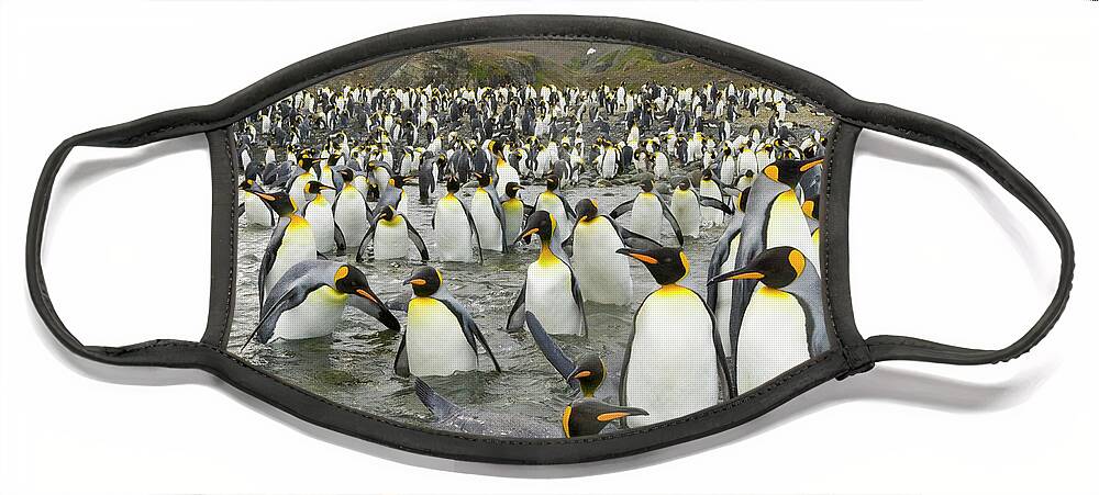 00345361 Face Mask featuring the photograph King Penguins at Gold Harbour by Yva Momatiuk John Eastcott