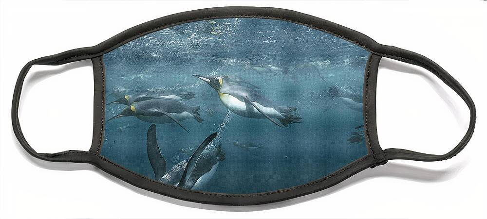 Feb0514 Face Mask featuring the photograph King Penguins Swimming Macquarie Isl by Tui De Roy