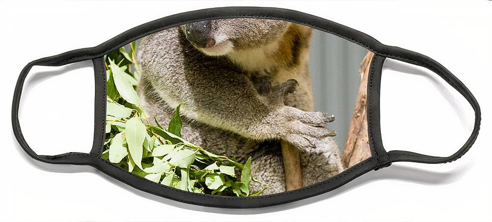 Koala Face Mask featuring the photograph Koala by Steven Ralser