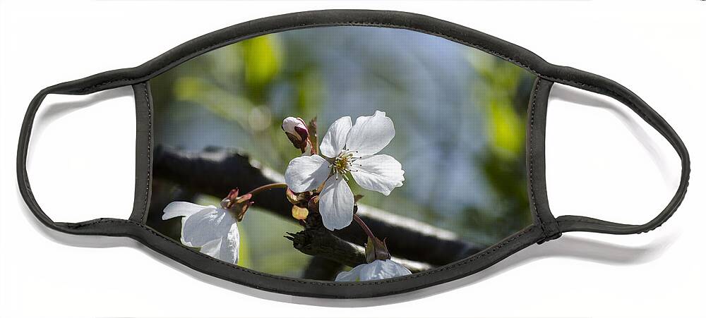 Green Face Mask featuring the photograph Late Spring Blossom by Spikey Mouse Photography