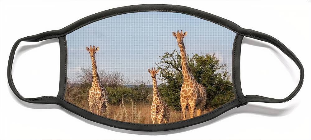 Africa Face Mask featuring the photograph Leaning Towers of Critter by Sylvia J Zarco