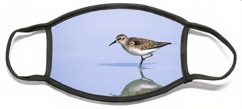 Least Sandpiper Face Mask featuring the photograph Least Sandpiper with reflection and shadow by Bradford Martin