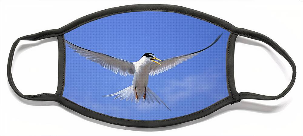 00220010 Face Mask featuring the photograph Least Tern Flying by Tom Vezo