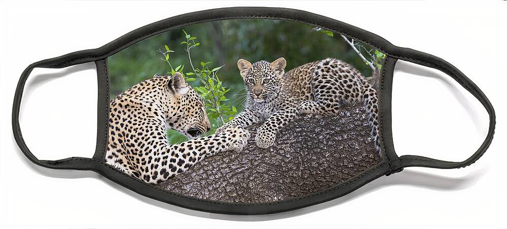 Nis Face Mask featuring the photograph Leopard And Cub Masai Mara Kenya by Andrew Schoeman