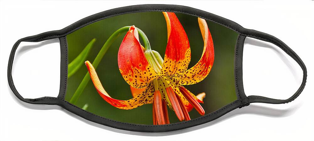 Beauty In Nature Face Mask featuring the photograph Leopard Lily in Bloom by Jeff Goulden