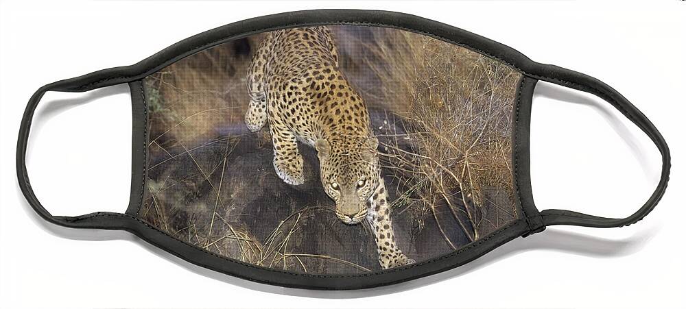 Feb0514 Face Mask featuring the photograph Leopard Running At Dusk Etosha Np by Konrad Wothe