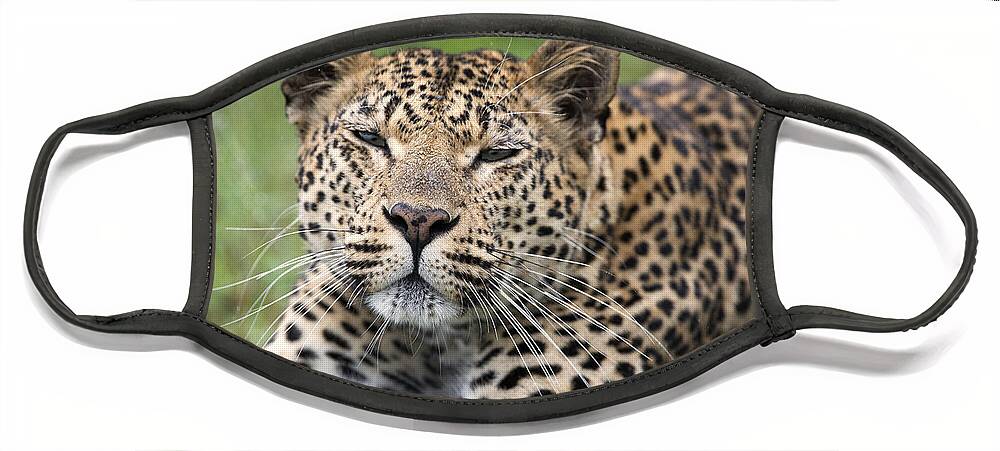 Sergey Gorshkov Face Mask featuring the photograph Leopard Stretching Sabi-sands Game by Sergey Gorshkov