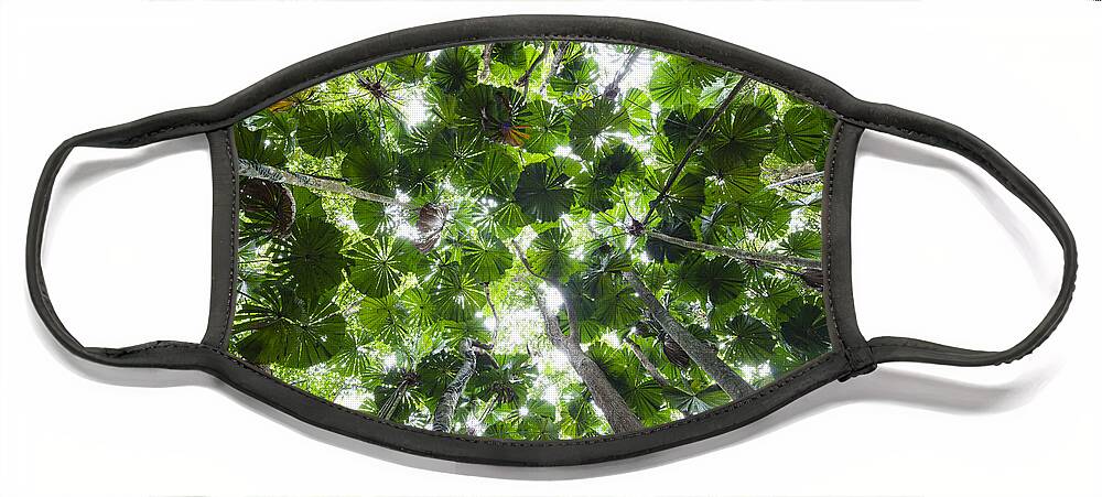 Feb0514 Face Mask featuring the photograph Licuala Fan Palm Canopy Daintree Np by Konrad Wothe