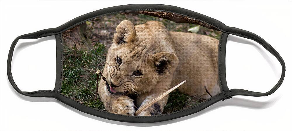 Lion Face Mask featuring the photograph Lion Cub at Play by David Rucker