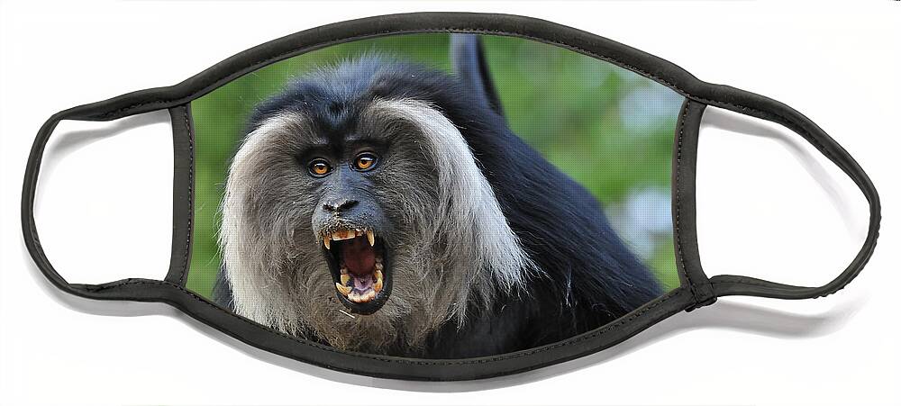 Thomas Marent Face Mask featuring the photograph Lion-tailed Macaque Threat Display India by Thomas Marent