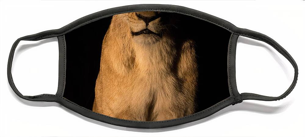 African Lion Face Mask featuring the photograph Lioness at Night by Max Waugh