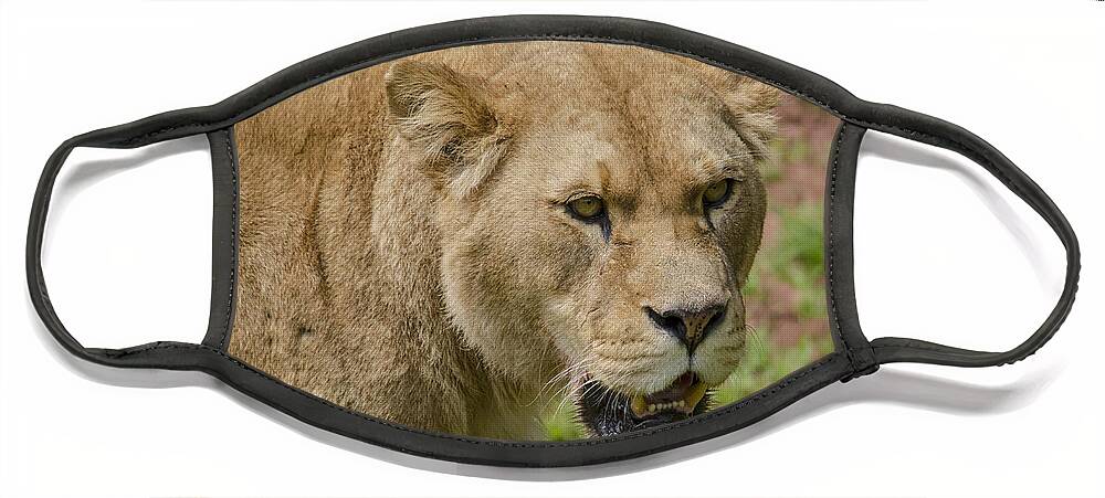Lion Face Mask featuring the photograph Lioness by Steev Stamford