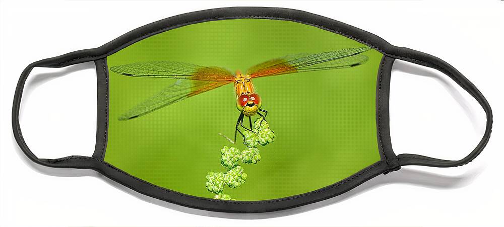 Dragonfly Face Mask featuring the photograph Little Bugger by Greg Norrell