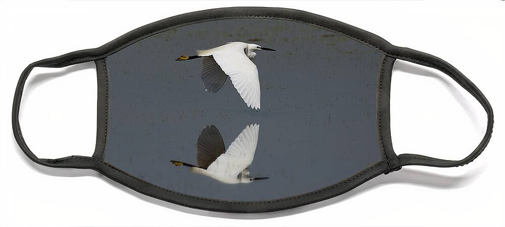 Egret Face Mask featuring the photograph Little Egret in flight by Tony Mills
