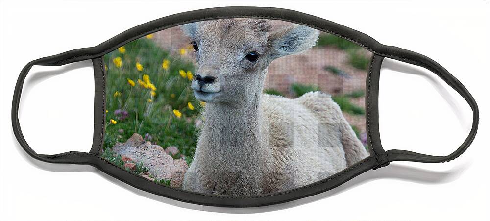Bighorn Sheep Face Mask featuring the photograph Little Lamb by Jim Garrison