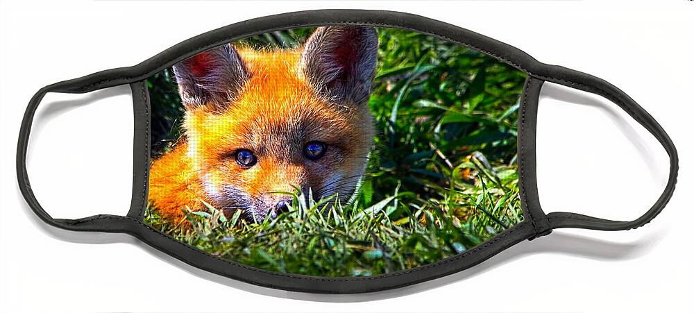 Fox Face Mask featuring the photograph Little Red Fox by Bob Orsillo