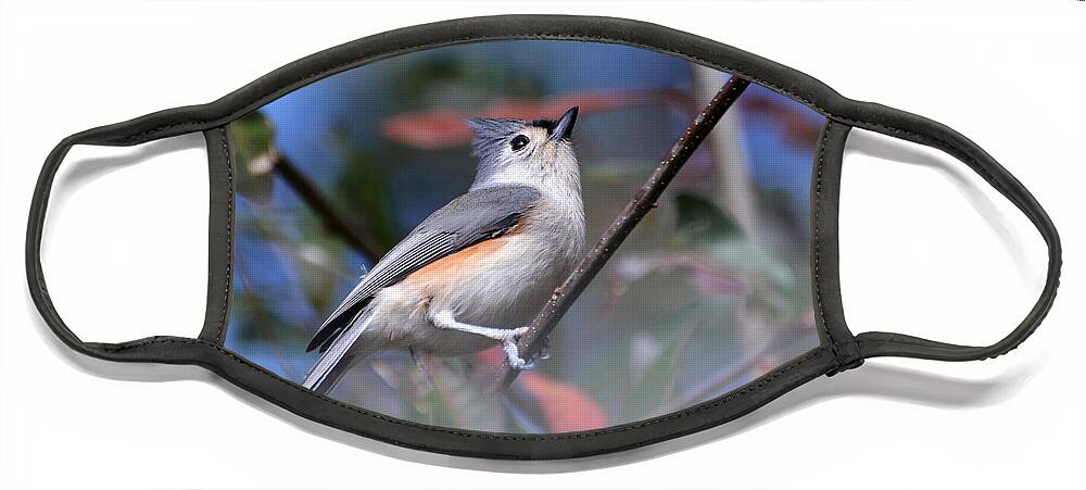 Birds Face Mask featuring the photograph Little Tufted Titmouse by Kathy Baccari