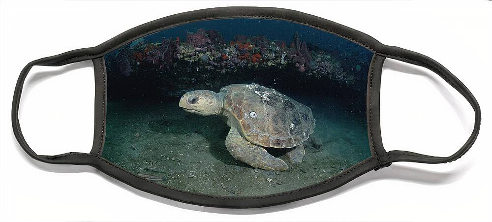 Feb0514 Face Mask featuring the photograph Loggerhead Sea Turtle Greys Reef Nms by Flip Nicklin