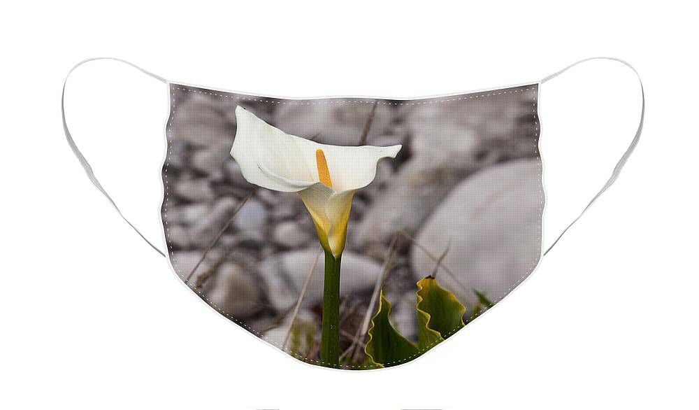 White Flower Face Mask featuring the photograph Lone Calla Lily by Melinda Ledsome