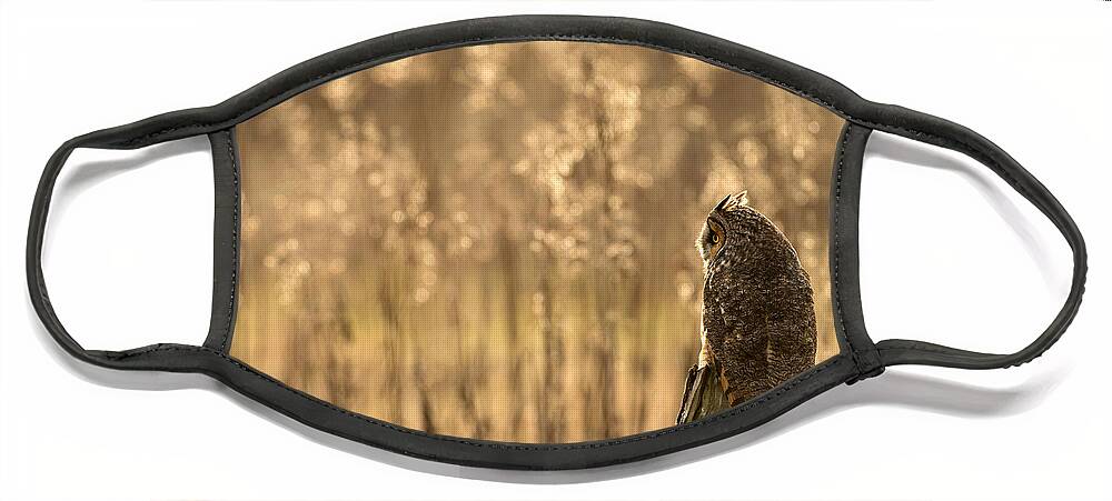 Long-eared Owl Face Mask featuring the photograph Long-Eared Owl by Max Waugh