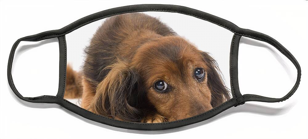 Dachshund Face Mask featuring the photograph Long-haired Dachshund by Jean-Michel Labat
