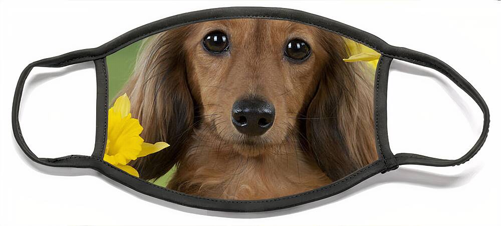 Dachshund Face Mask featuring the photograph Long-haired Dachshund by John Daniels