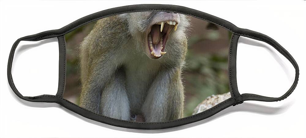 Feb0514 Face Mask featuring the photograph Long-tailed Macaque Male Yawning Borneo by Sebastian Kennerknecht