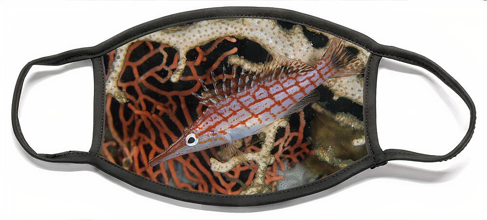 Colin Marshall Face Mask featuring the photograph Longnose Hawkfish and Coral by Colin Marshall