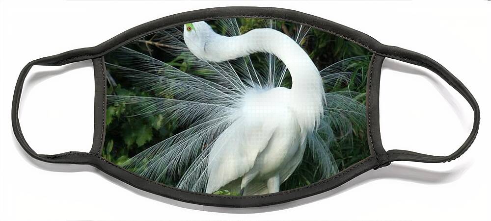 Great White Egret Face Mask featuring the photograph Look at Me by Sabrina L Ryan