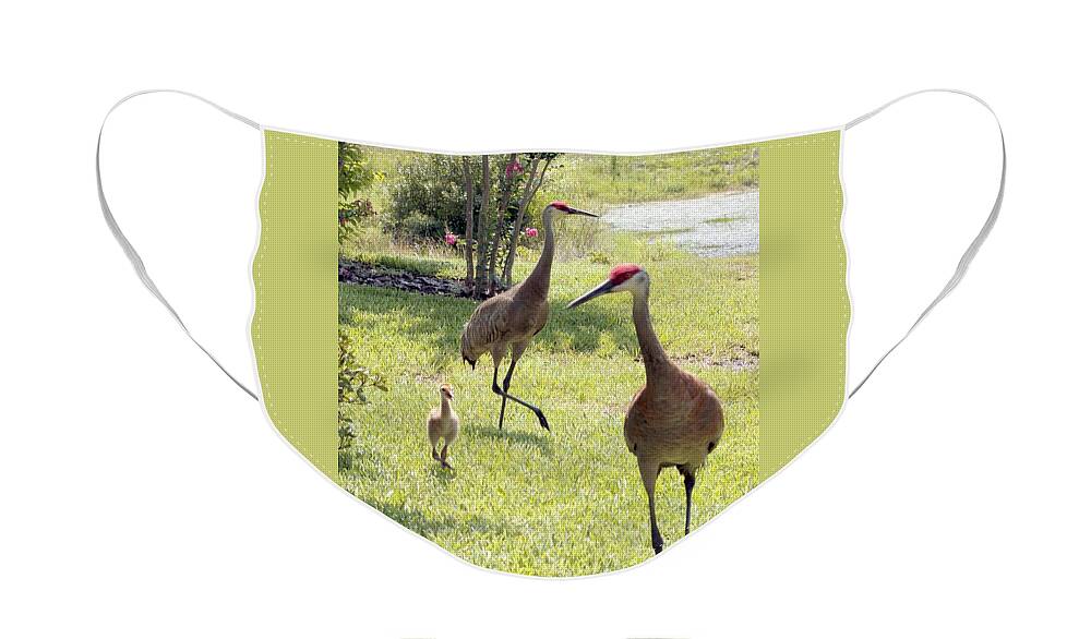 Sandhill Crane Face Mask featuring the photograph Looking for a Handout by Carol Groenen