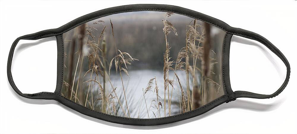 Reeds Face Mask featuring the photograph Looking through the Reeds by Spikey Mouse Photography
