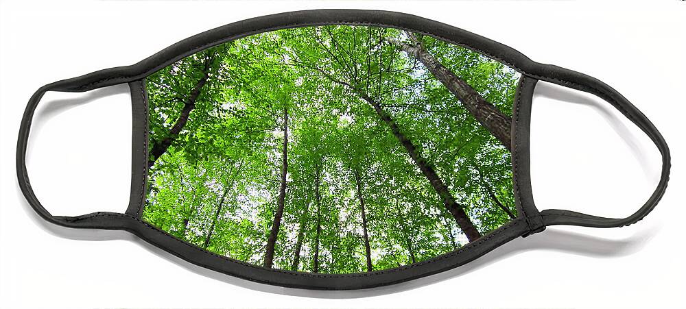 Trees Face Mask featuring the photograph Looking Up at the Treetops by Cynthia Clark