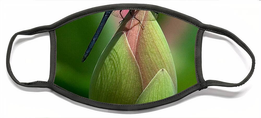 Lotus Bud Face Mask featuring the photograph Lotus Bud and Slatey Skimmer Dragonfly DL006 by Gerry Gantt