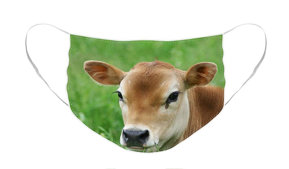 Cow Face Mask featuring the photograph Lunch Time by Patty Colabuono